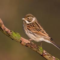 2008 (12) DECEMBER Reed Bunting 